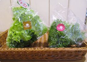 苦みの少ないおいしいレタスです